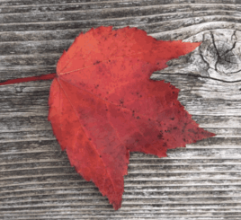 October red leaf